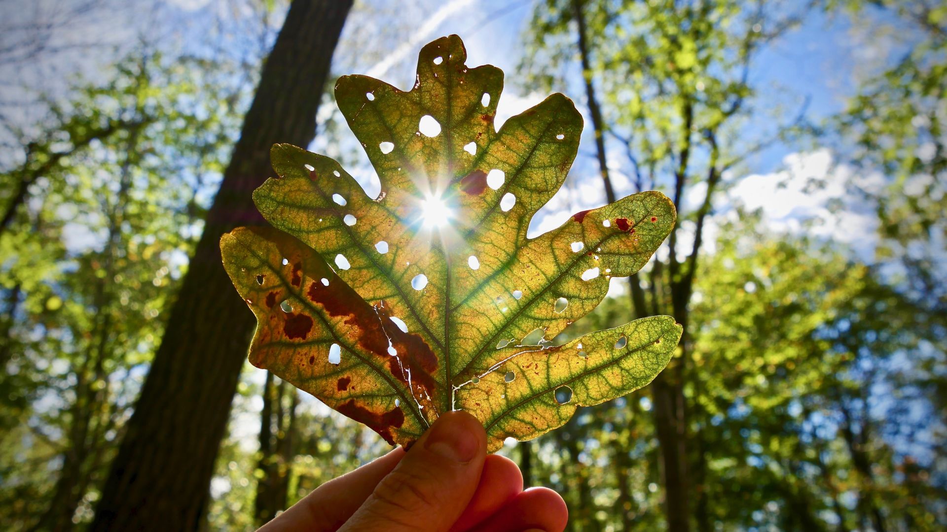 Recent forest assessment in Garrett